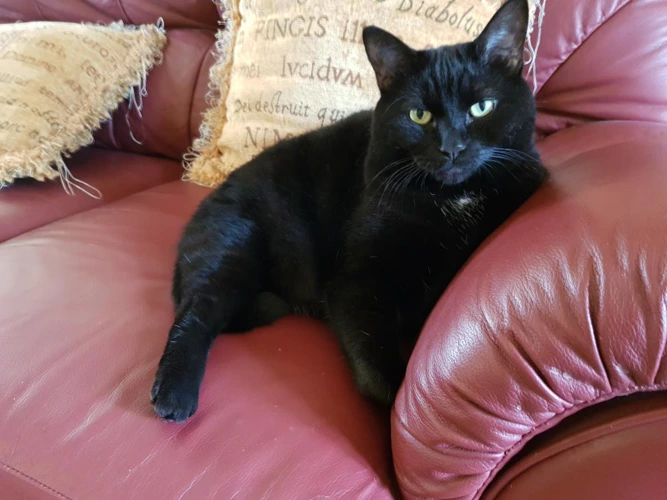 Cora