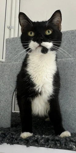 Oreo