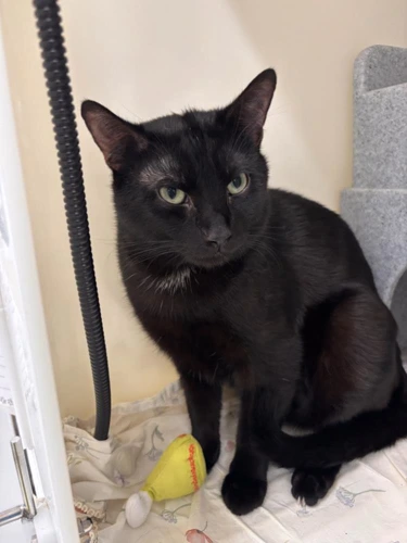 Coco
