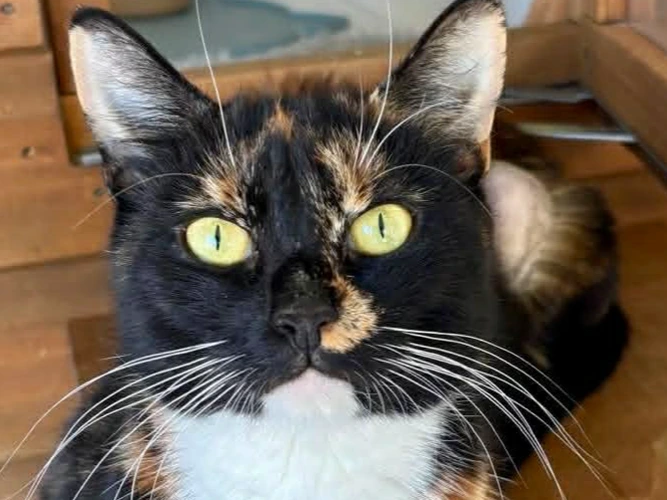 Gypsie