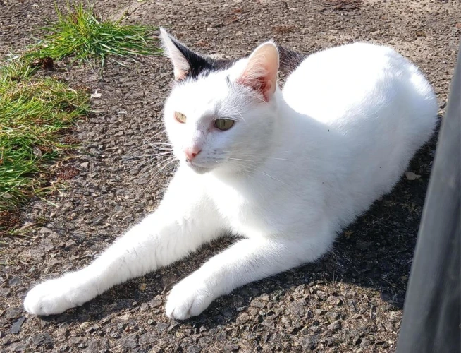 Whitey
