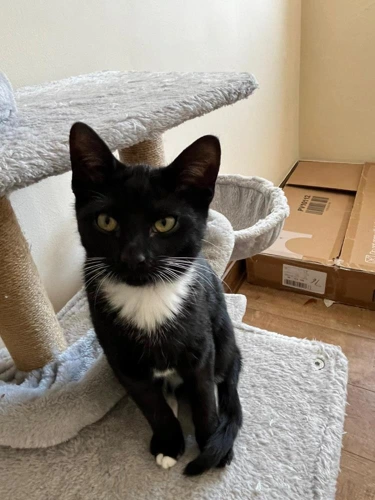 Mr Tuxedo