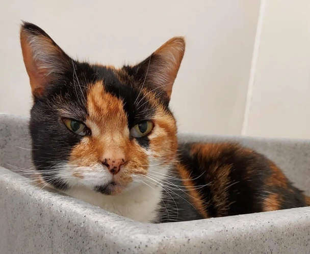 Dinky and Flossy 14 Year Old Females