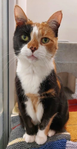 Flossy and Dinky  14 yr old females