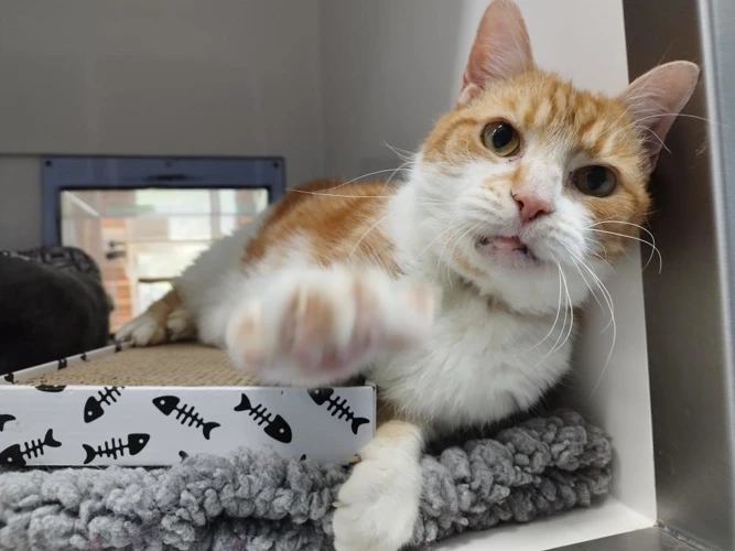 Garfield