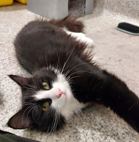 Twinings 1 Year Old Male