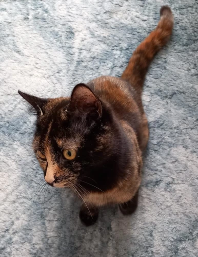 Lucy