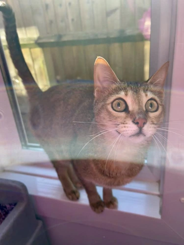 Tigra