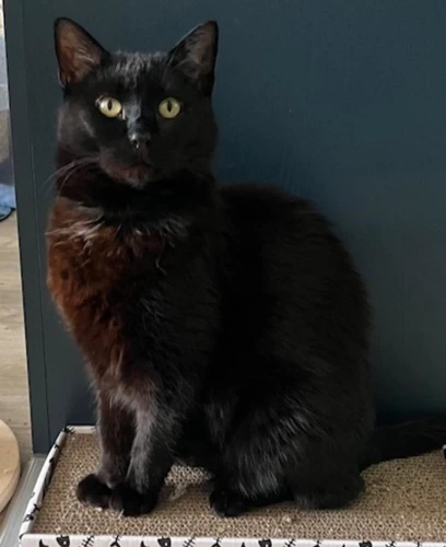 Miko