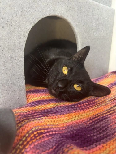Sooty