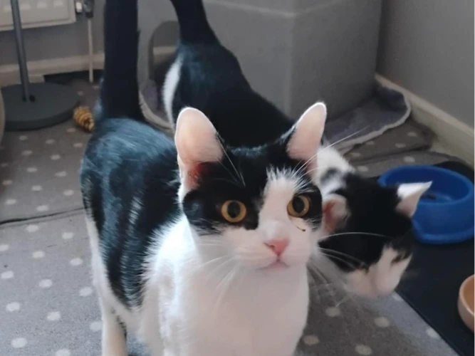 Dolly and Molly