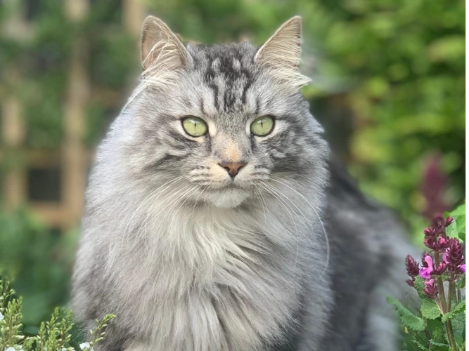 Milo