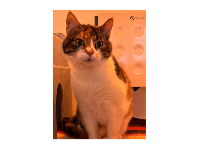 Sookie