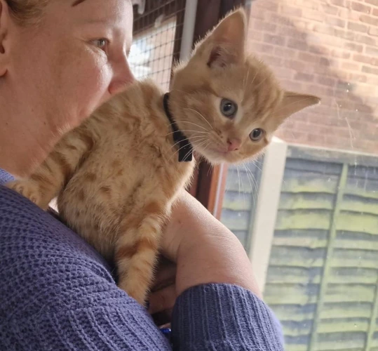 Garfield