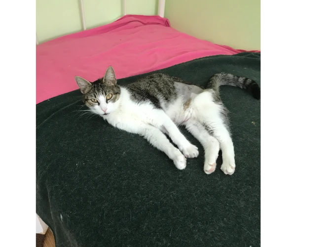 Agatha