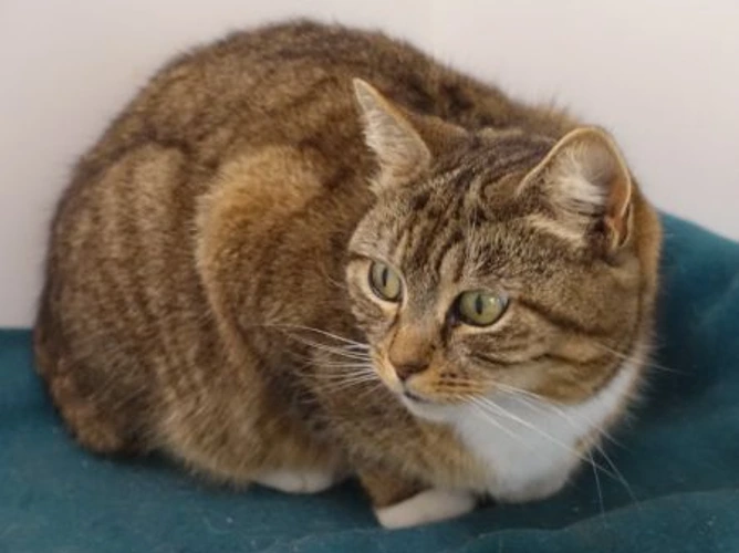 ROSIE