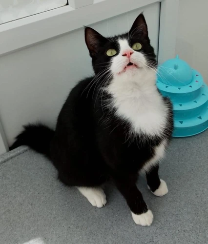 Tux