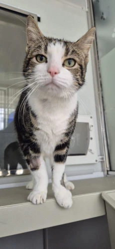 KitKat