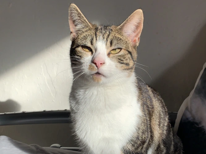 Penelope