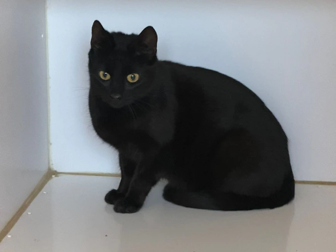 Farm/outdoor home needed for feral female