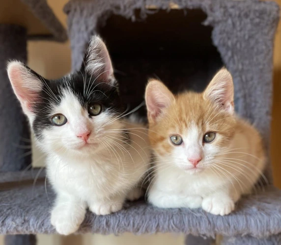 Darwin and Edison