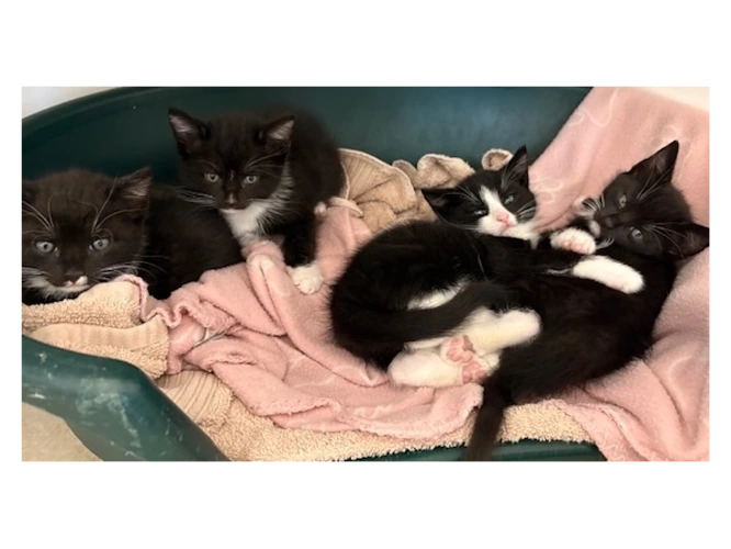 KITTENS - Kit, Kai, Koko & Kasper