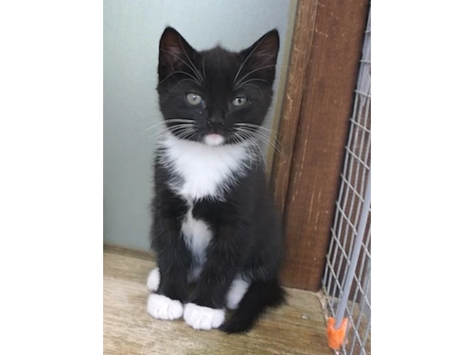KITTENS - FRANKIE'S FINAL PAIR!