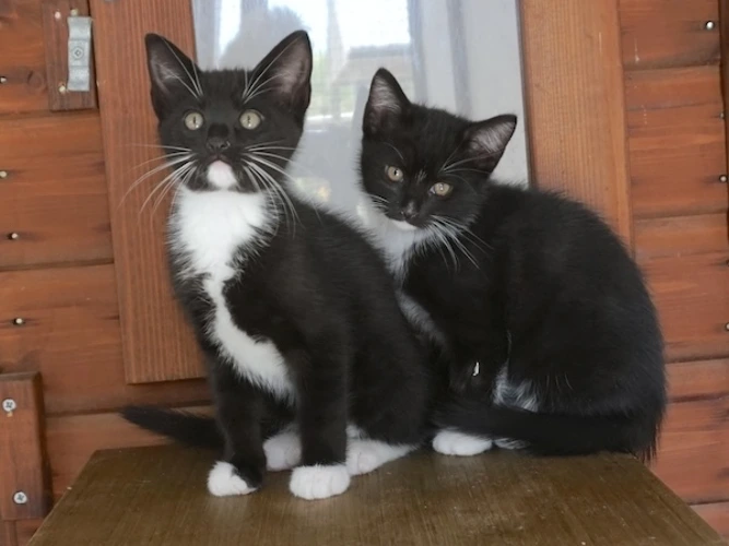 KITTENS - Kai & Kasper