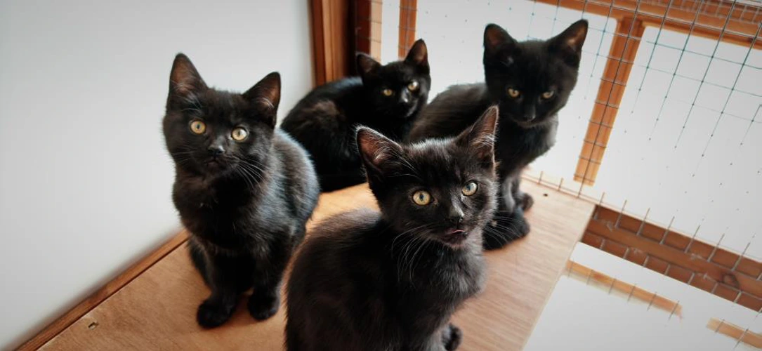 Four Kittens