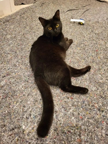Panther