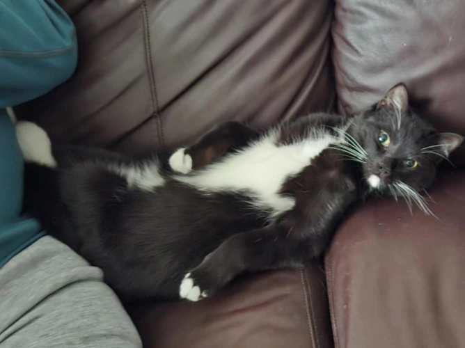 Oreo