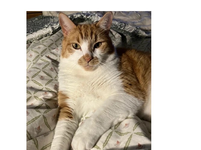 Simon