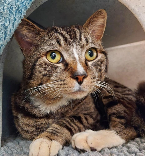King Julian 2 Year Old Male