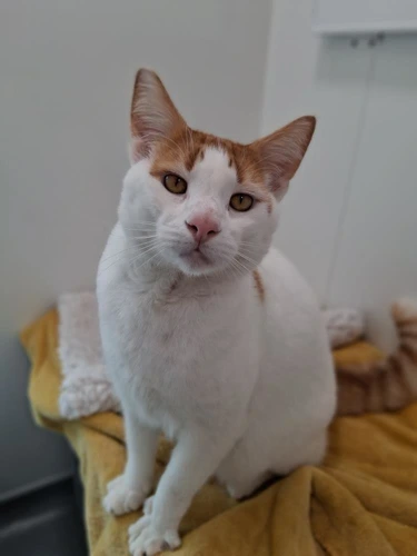 Biscuit