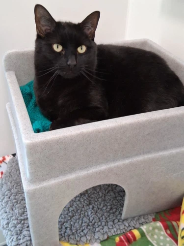 Onyx