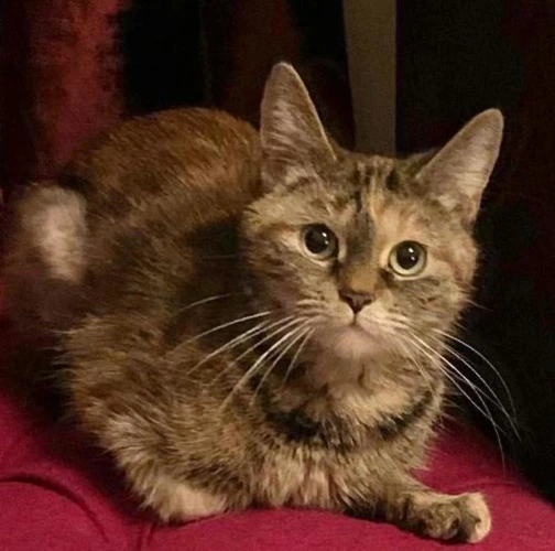 SMUDGE
