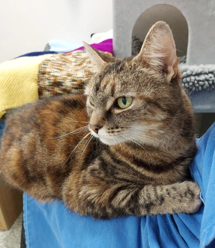 Tabitha 11 Year Old Female