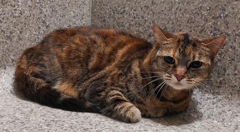 Sheba 11 Year Old Females