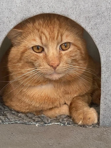 Ginger