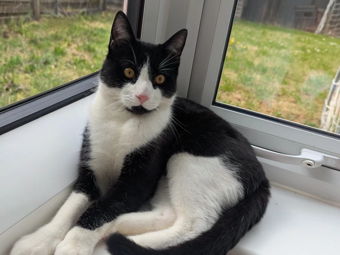 8-month-old Oreo