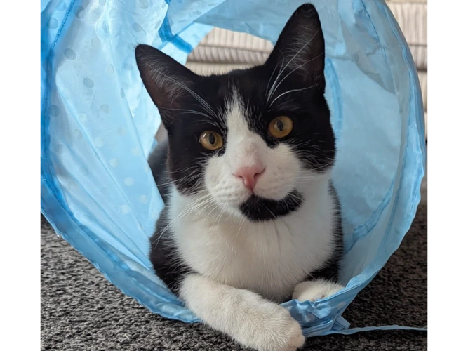 8-month-old Oreo