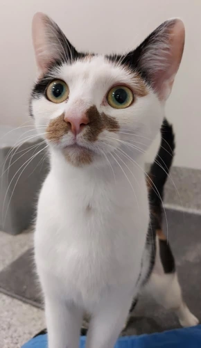 Betsy 1 Year Old Female