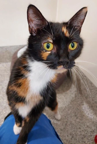 Paloma 1yr old female