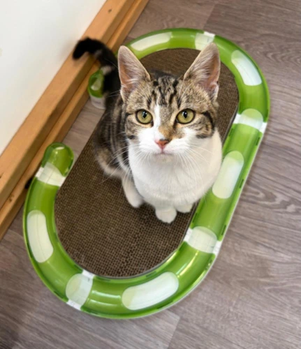 Pip