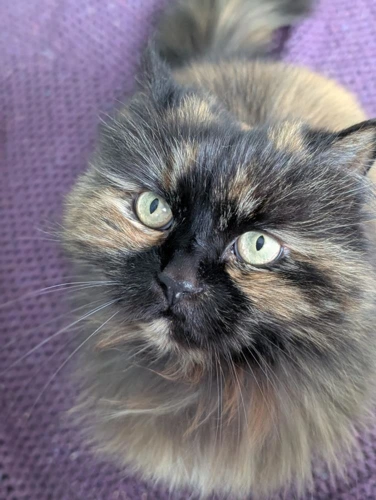 Penny