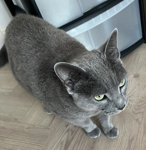 Tilly