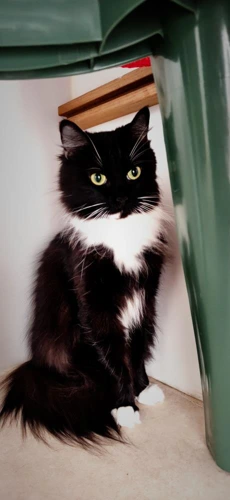 Leila