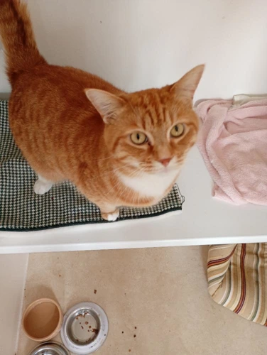 Simba