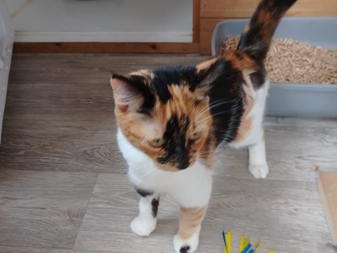 Chilli
