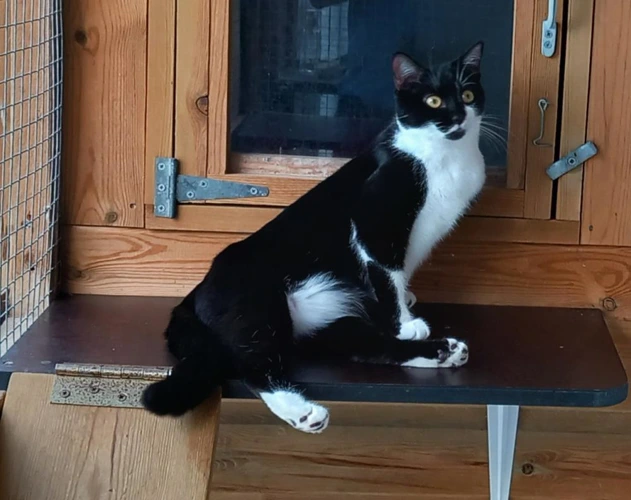 Nahla